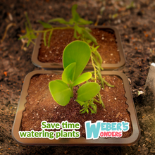 Load image into Gallery viewer, Seed Starter Trays 10 Pack - Gardening Gift