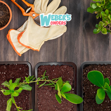 Load image into Gallery viewer, Seed Starter Trays 10 Pack - Gardening Gift